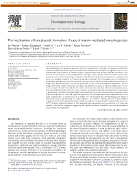 The Mechanism of Lens Placode Formation: a Case of Matrix-Mediated Morphogenesis