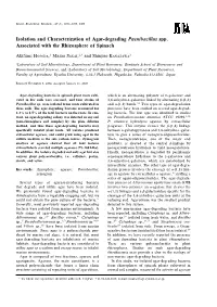 Isolation and Characterization of Agar-Degrading Paenibacillus Spp