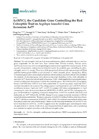 Aetmyc1, the Candidate Gene Controlling the Red Coleoptile Trait in Aegilops Tauschii Coss