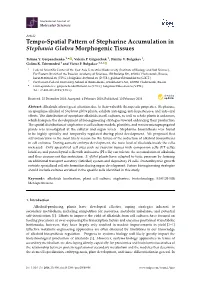 Tempo-Spatial Pattern of Stepharine Accumulation in Stephania Glabra Morphogenic Tissues