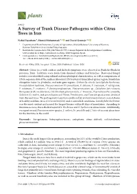 A Survey of Trunk Disease Pathogens Within Citrus Trees in Iran