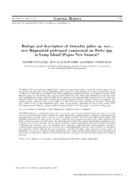 Biology and Description of Antisabia Juliae Sp. Nov., New Hipponicid Gastropod Commensal on Turbo Spp