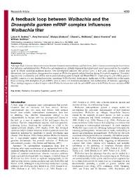 A Feedback Loop Between Wolbachia and the Drosophila Gurken Mrnp Complex Influences Wolbachia Titer