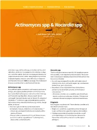 Actinomycesspp & Nocardiaspp