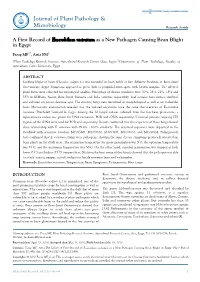 A First Record of Exserohilum Rostratum As a New Pathogen Causing Bean Blight in Egypt