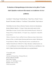Evaluation of Histopathological Alterations in the Gills of Vardar