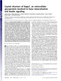 Crystal Structure of Enpp1, an Extracellular Glycoprotein Involved in Bone Mineralization and Insulin Signaling