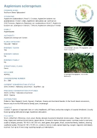 Asplenium Scleroprium