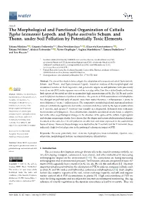 The Morphological and Functional Organization of Cattails Typha Laxmannii Lepech