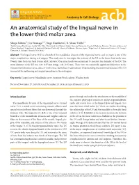 An Anatomical Study of the Lingual Nerve in the Lower Third Molar Area