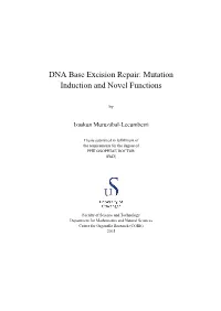 DNA Base Excision Repair: Mutation Induction and Novel Functions