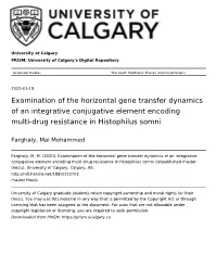 Examination of the Horizontal Gene Transfer Dynamics of an Integrative Conjugative Element Encoding Multi-Drug Resistance in Histophilus Somni
