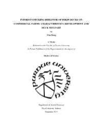 INJURIOUS PECKING BEHAVIOR of PEKIN DUCKS on COMMERCIAL FARMS: CHARACTERISTICS, DEVELOPMENT and DUCK WELFARE by Yiru Dong