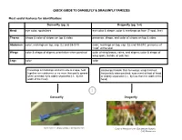 Dragonfly (Pg. 3-4) Head Eye Color