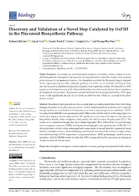 Discovery and Validation of a Novel Step Catalyzed by Osf3h in the Flavonoid Biosynthesis Pathway