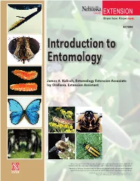 Introduction to Entomology