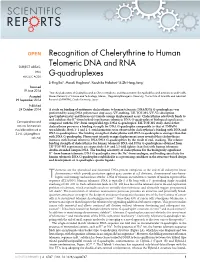 Recognition of Chelerythrine to Human Telomeric DNA and RNA G