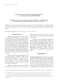 INTRODUCTION Elaeagnus Established by Linnaeus