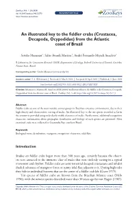 An Illustrated Key to the Fiddler Crabs (Crustacea, Decapoda, Ocypodidae) from the Atlantic Coast of Brazil