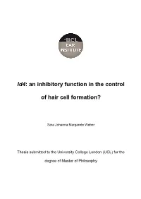 Id4: an Inhibitory Function in the Control