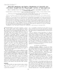 Molecular Phylogeny and Surface Morphology of Colpodella Edax (Alveolata): Insights Into the Phagotrophic Ancestry of Apicomplexans
