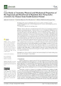 Case Study of Anatomy, Physical and Mechanical Properties of the Sapwood and Heartwood of Random Tree Platycladus Orientalis (L.) Franco from South-Eastern Poland