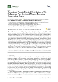 Current and Potential Spatial Distribution of Six Endangered Pine Species of Mexico: Towards a Conservation Strategy