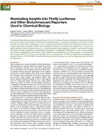 Illuminating Insights Into Firefly Luciferase and Other