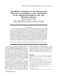 Age-Related Changes in the Number and Structure of Synapses in the Lip Region of the Mushroom Bodies in the Ant Pheidole Dentata