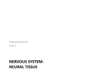NERVOUS SYSTEM: NEURAL TISSUE in Anatomy Today Nervous System Overview • Includes All Neural Tissue in the Body • 2 Divisions 1