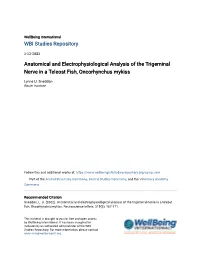 Anatomical and Electrophysiological Analysis of the Trigeminal Nerve in a Teleost Fish, Oncorhynchus Mykiss