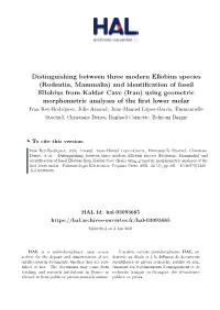 Distinguishing Between Three Modern Ellobius Species (Rodentia, Mammalia) and Identification of Fossil Ellobius from Kaldar Cave