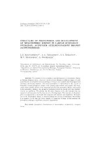 Structure of Pronephros and Development of Mesonephric Kidney in Larvae of Russian Sturgeon, Acipenser Gueldenstaedtii Brandt (Acipenseridae)