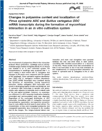 Changes in Polyamine Content and Localization of Pinus Sylvestris ADC