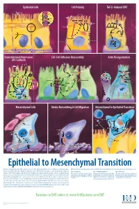 Epithelial to Mesenchymal Transition