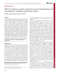 GEF-H1 Functions in Apical Constriction and Cell Intercalations