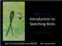 Introduction to Sketching Birds