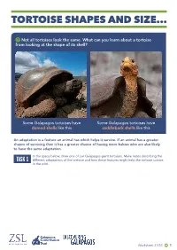 KS2 Tortoise Shapes and Sizes
