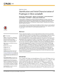 Identification and Initial Characterization of Prophages in Vibrio Campbellii