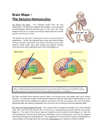 Brain Maps – the Sensory Homunculus