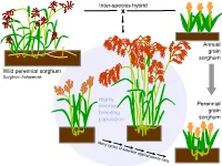 Variation in Plant Form in Recurrent Selection Populations of Kansas Rosinseed