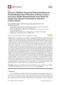 Intensive Multiple Sequential Batch Simultaneous Saccharification and Cultivation of K