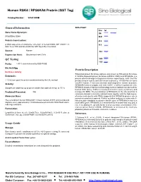 Human RSK4 / RPS6KA6 Protein (GST Tag)