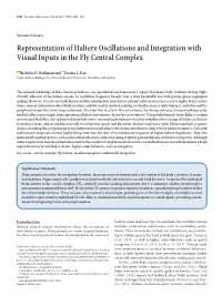 Representation of Haltere Oscillations and Integration with Visual Inputs in the Fly Central Complex