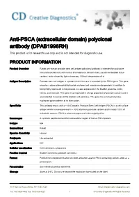Anti-PSCA (Extracellular Domain) Polyclonal Antibody (DPAB1998RH) This Product Is for Research Use Only and Is Not Intended for Diagnostic Use
