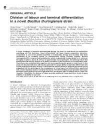 Division of Labour and Terminal Differentiation in a Novel Bacillus Thuringiensis Strain
