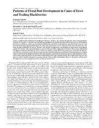 Patterns of Floral Bud Development in Canes of Erect and Trailing Blackberries