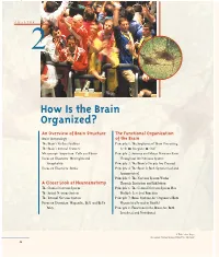 How Is the Brain Organized?