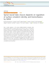 Spinal Neural Tube Closure Depends on Regulation of Surface Ectoderm Identity and Biomechanics by Grhl2