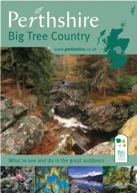 Big Tree Country